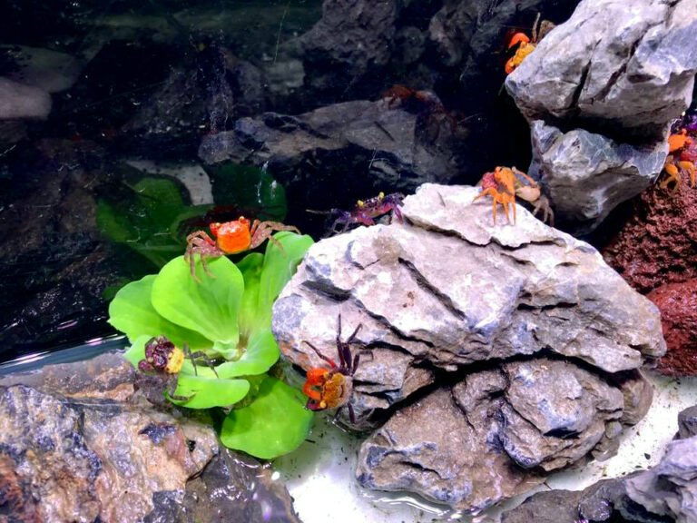 8-best-places-to-buy-fish-tanks-in-singapore-epos-pos-system